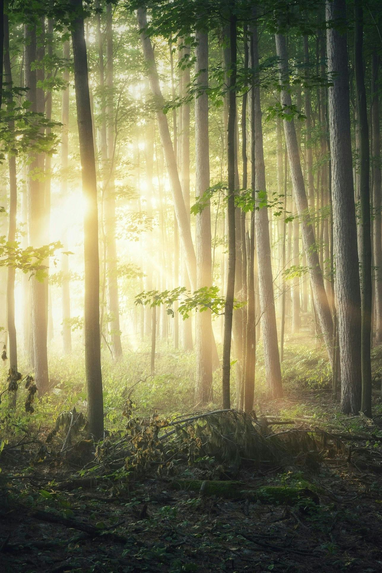 Billede af skov med solstråler